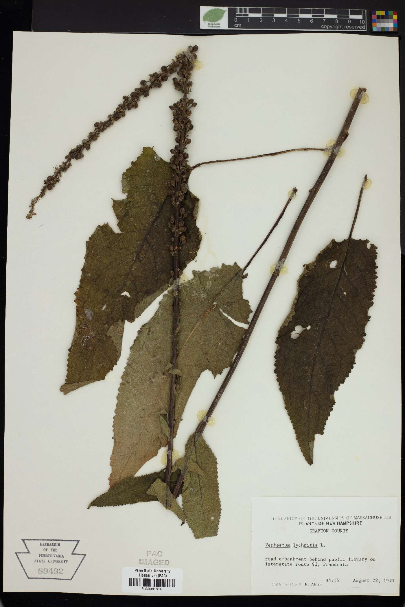 Verbascum lychnitis image