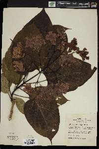 Catalpa speciosa image