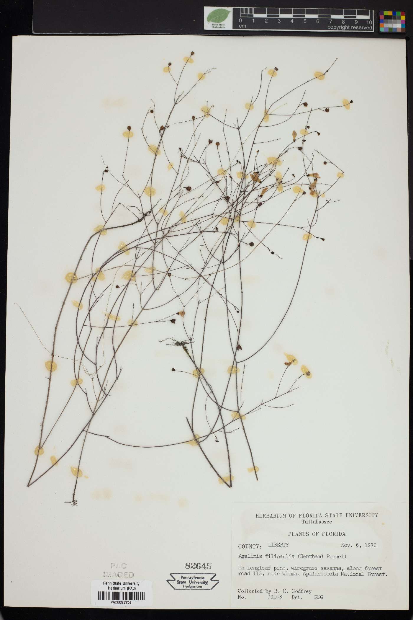 Agalinis filicaulis image