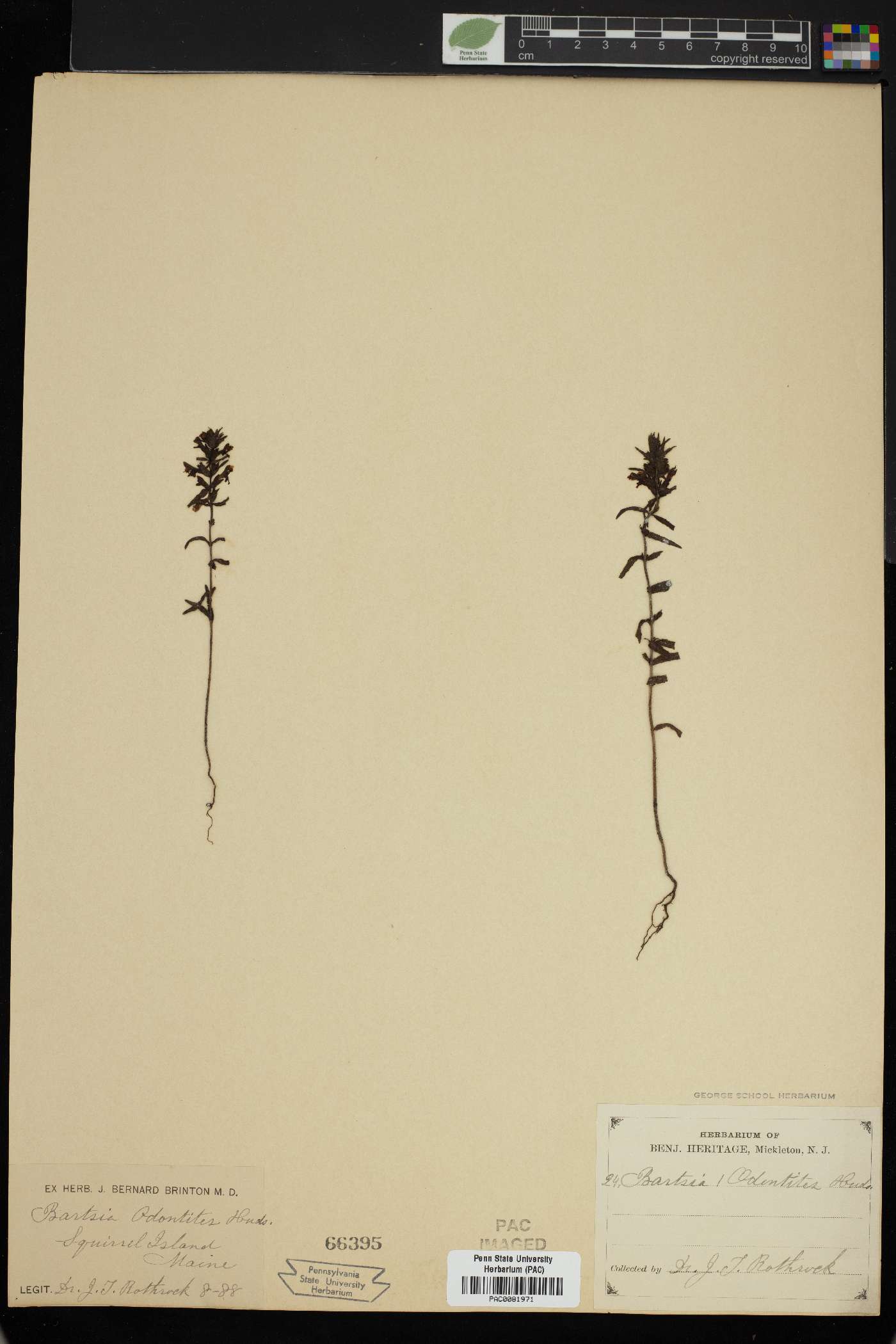 Odontites vulgaris subsp. vulgaris image