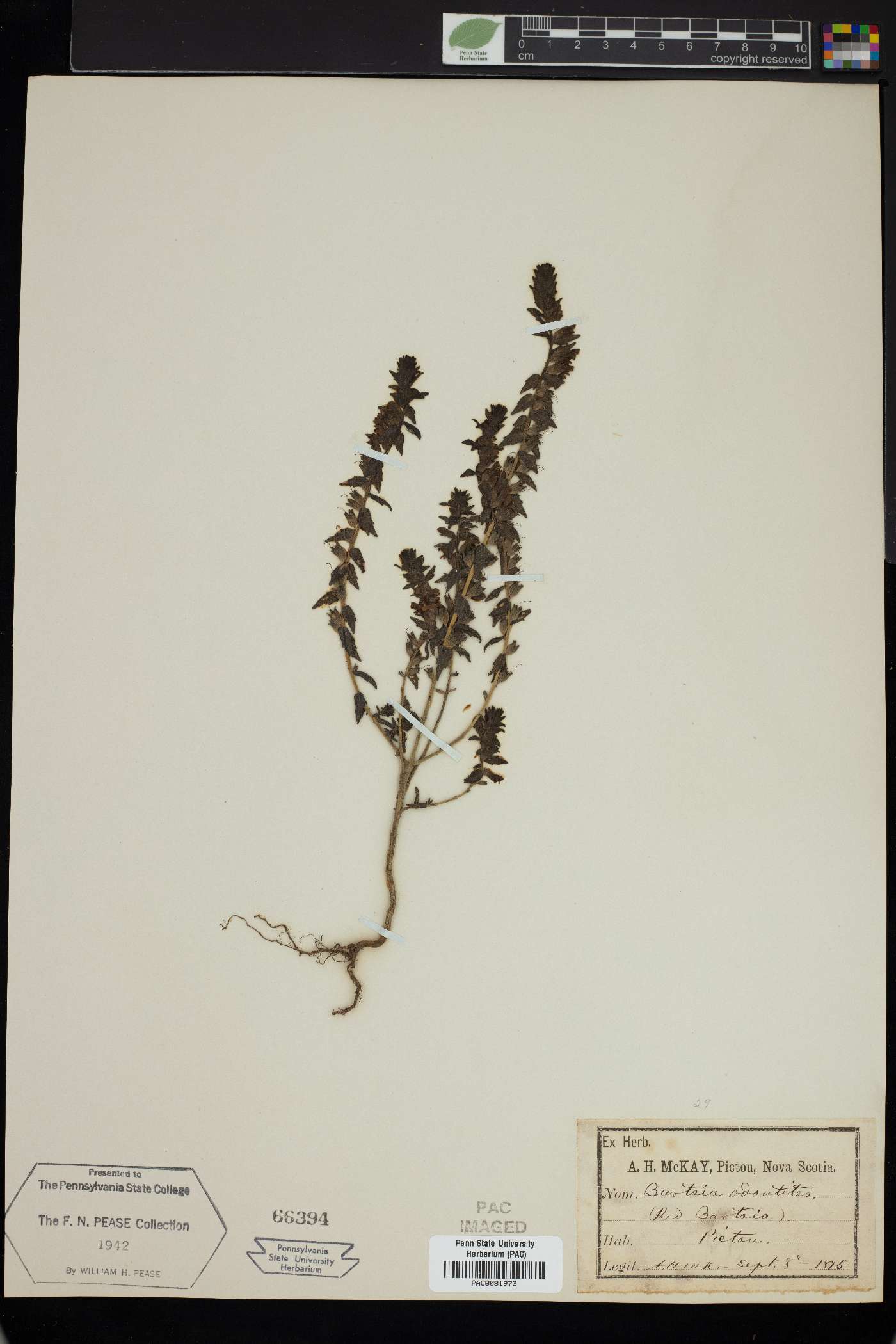 Odontites vulgaris subsp. vulgaris image