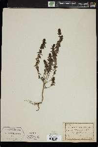 Odontites vulgaris subsp. vulgaris image