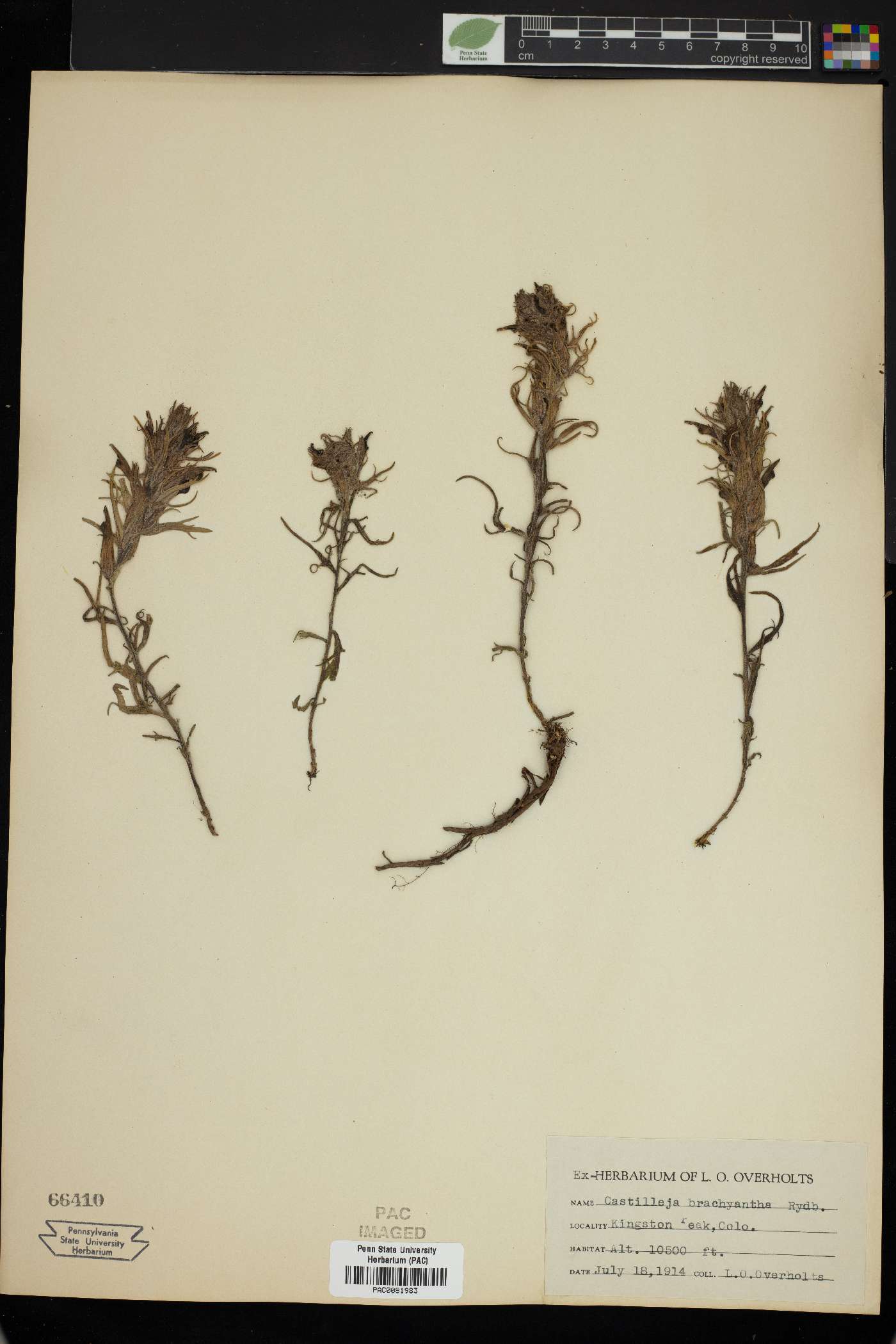 Castilleja brachyantha image