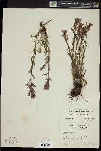 Castilleja applegatei image