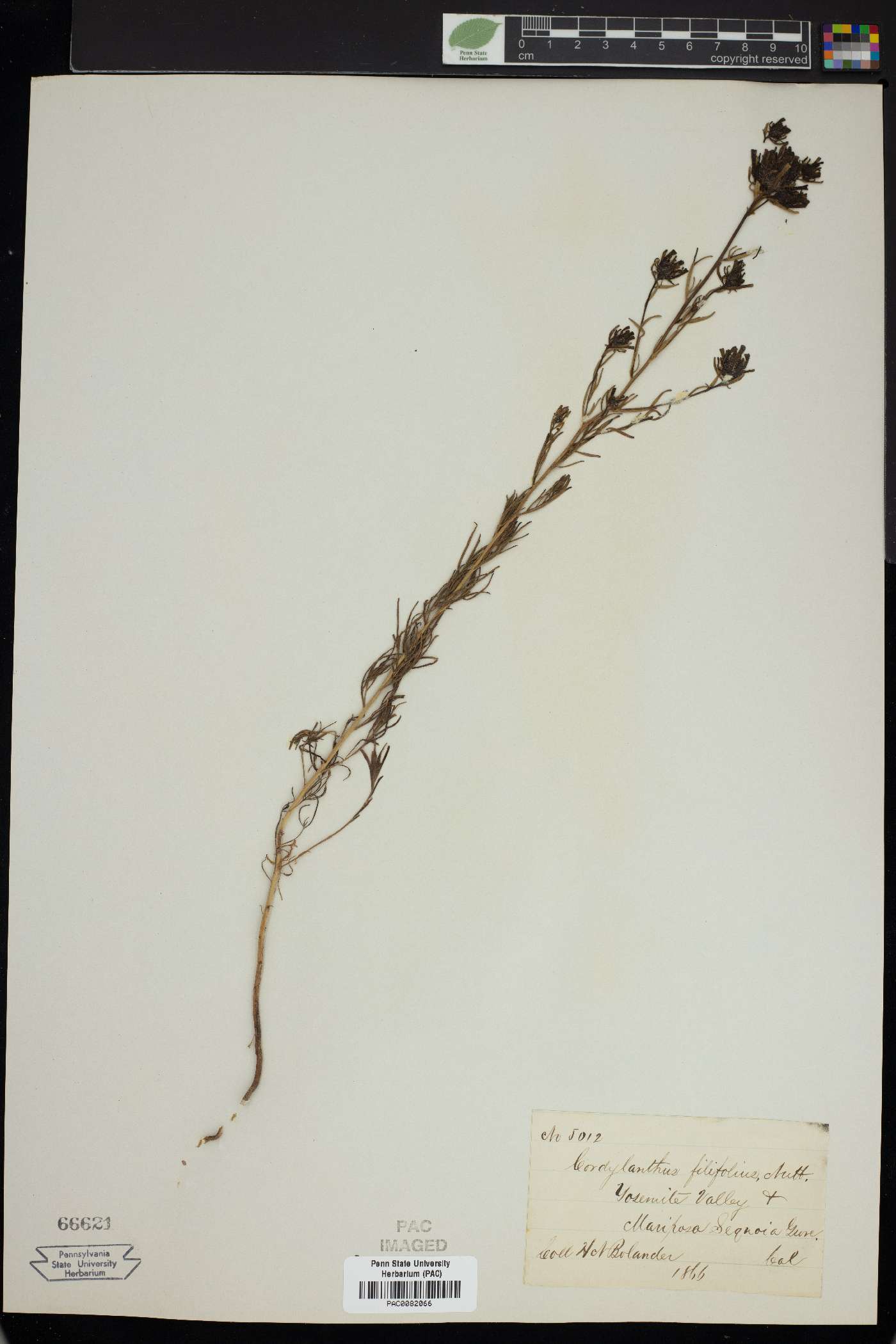 Cordylanthus filifolius image