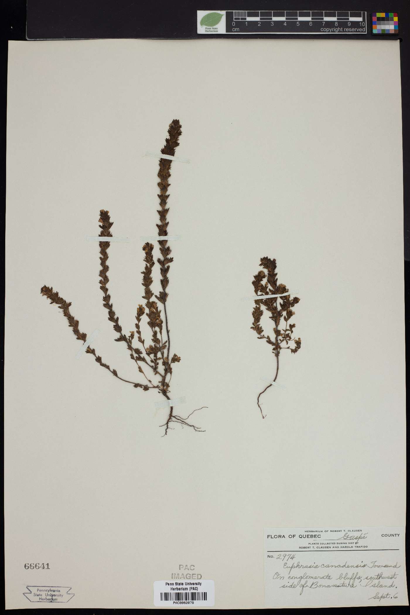 Euphrasia canadensis image