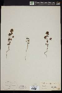 Euphrasia officinalis image