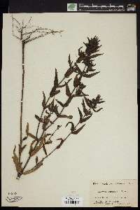 Gerardia auriculata image