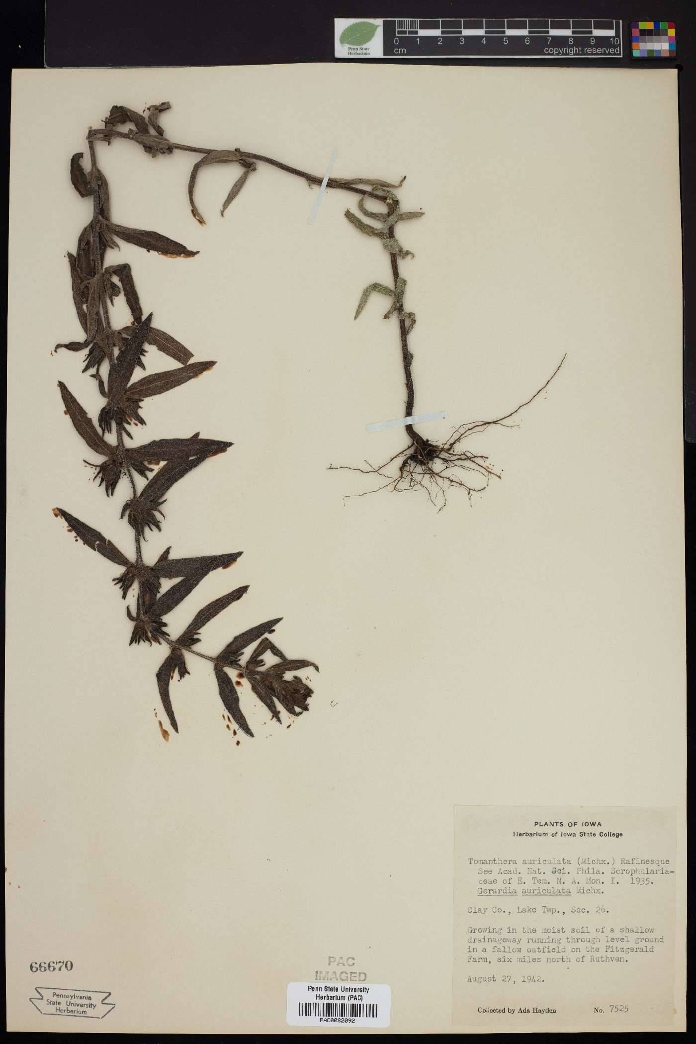 Tomanthera auriculata image