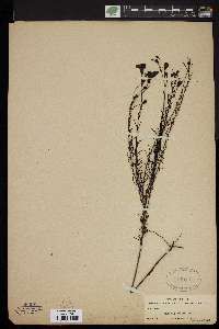 Gerardia filifolia image
