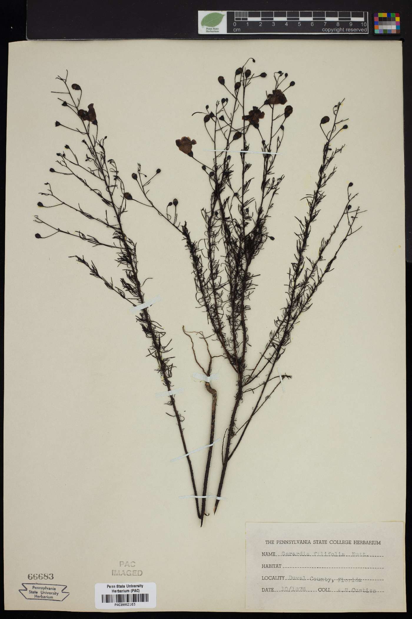 Gerardia filifolia image