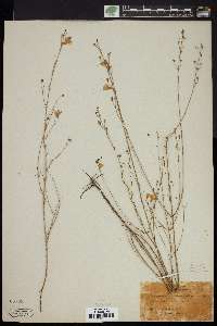 Gerardia obtusifolia image