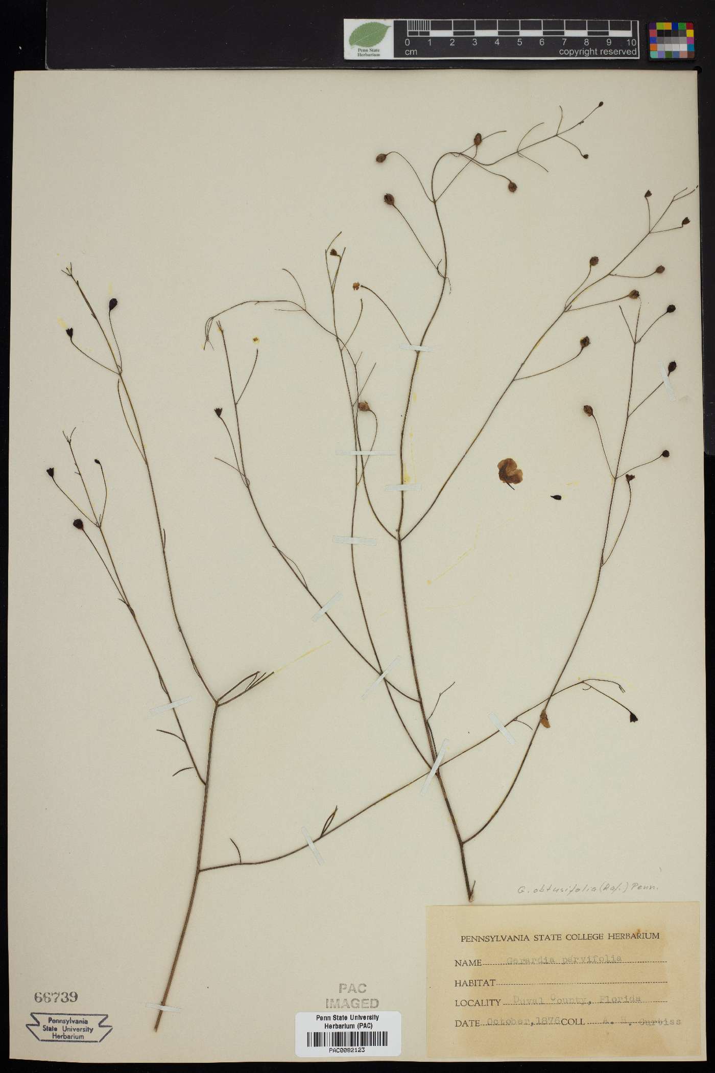 Gerardia obtusifolia image