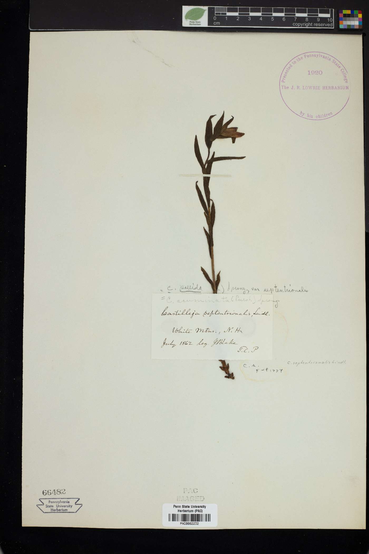 Castilleja pallida var. septentrionalis image