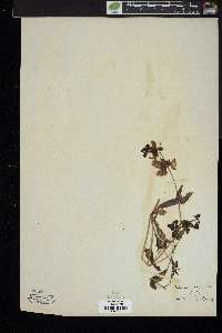 Collinsia bartsiaefolia image