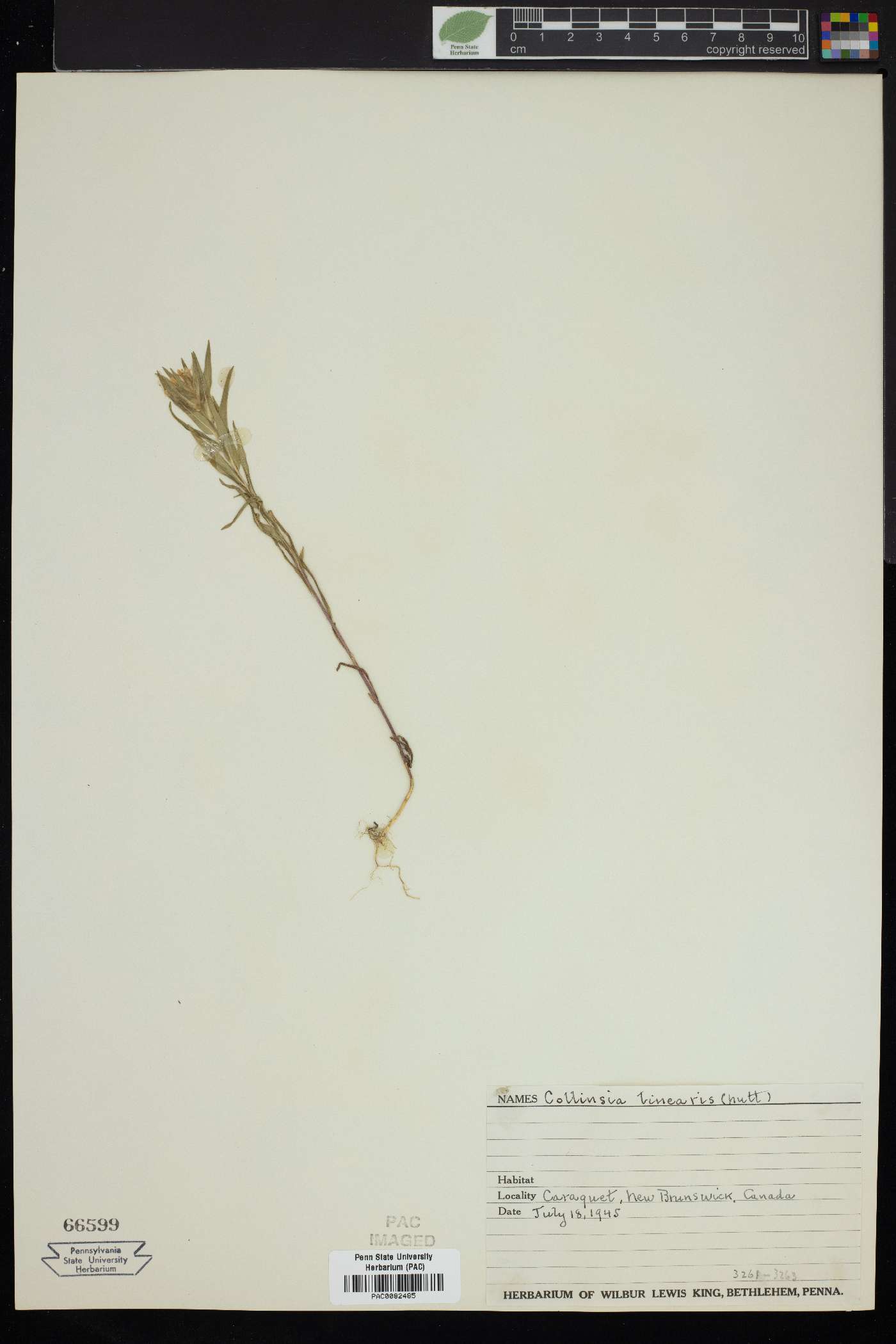 Collinsia linearis image