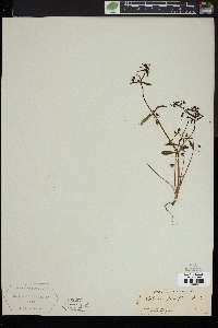 Collinsia parviflora image