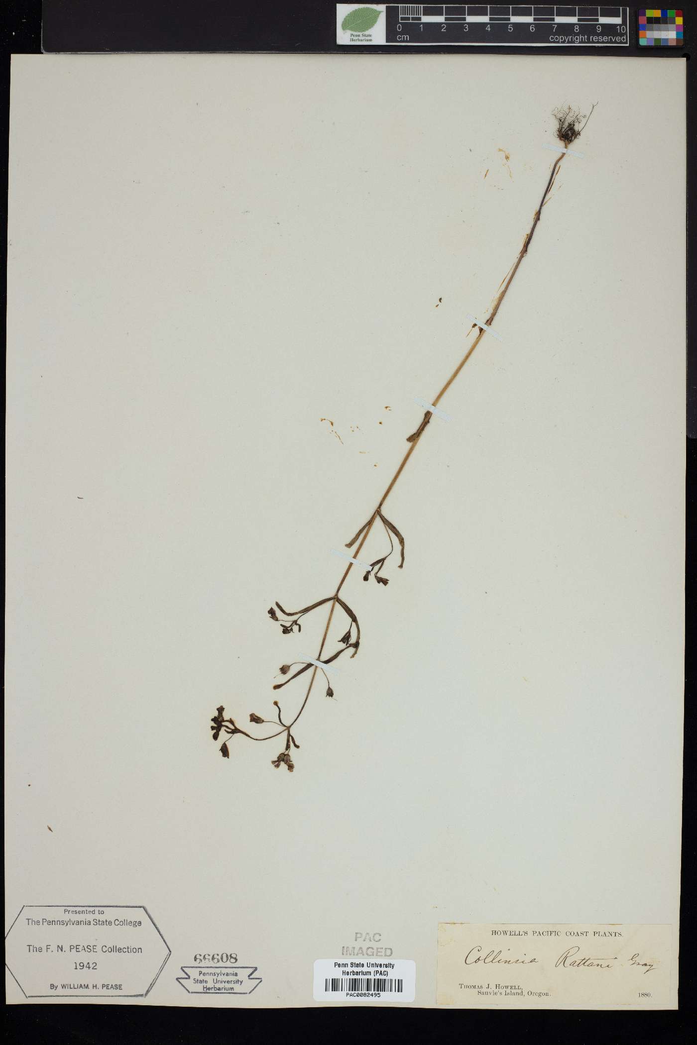 Collinsia rattani image