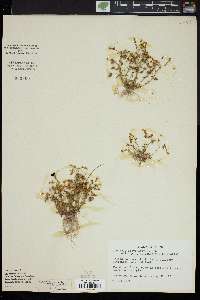 Gratiola flava image