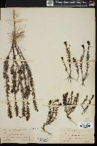 Gratiola subulata image