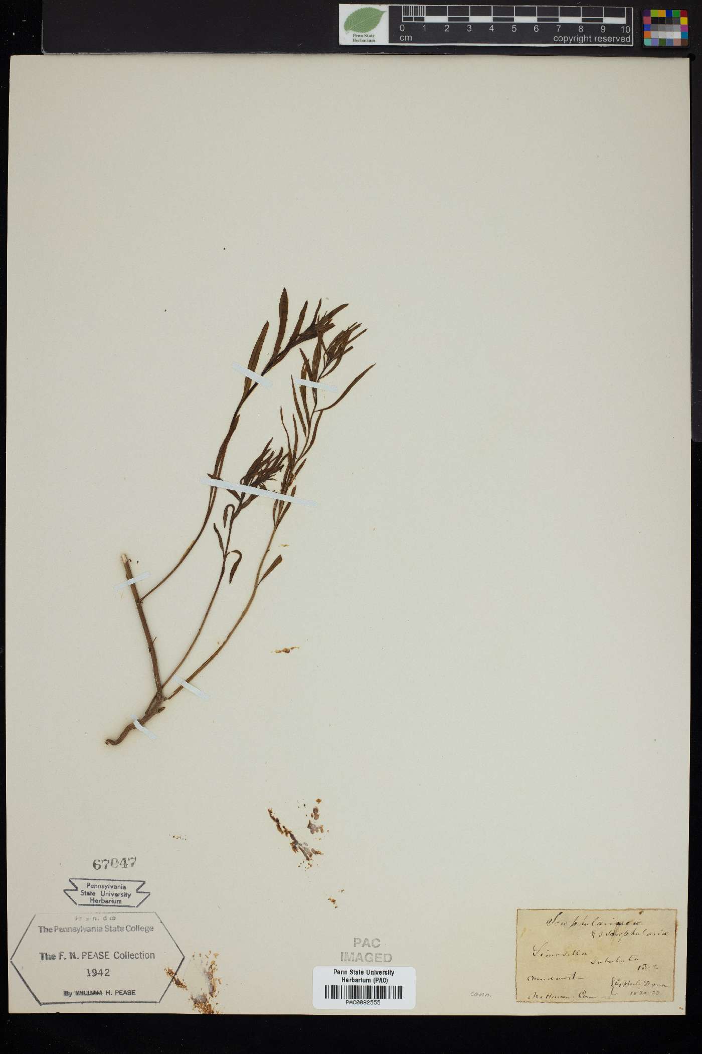 Limosella subulata image