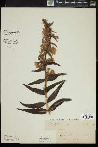 Penstemon acuminatus image