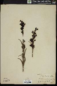 Penstemon acuminatus image