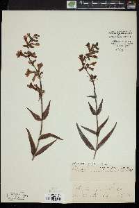 Penstemon angustifolius image