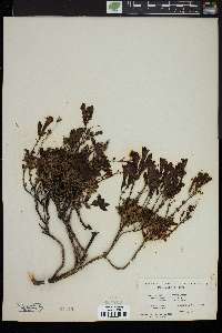 Penstemon fruticosus subsp. serratus image