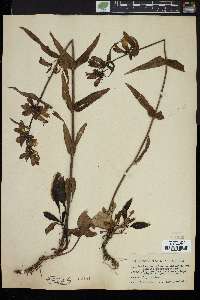 Penstemon glaucus image