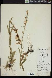 Penstemon gracilis image