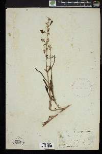 Penstemon heterophyllus image