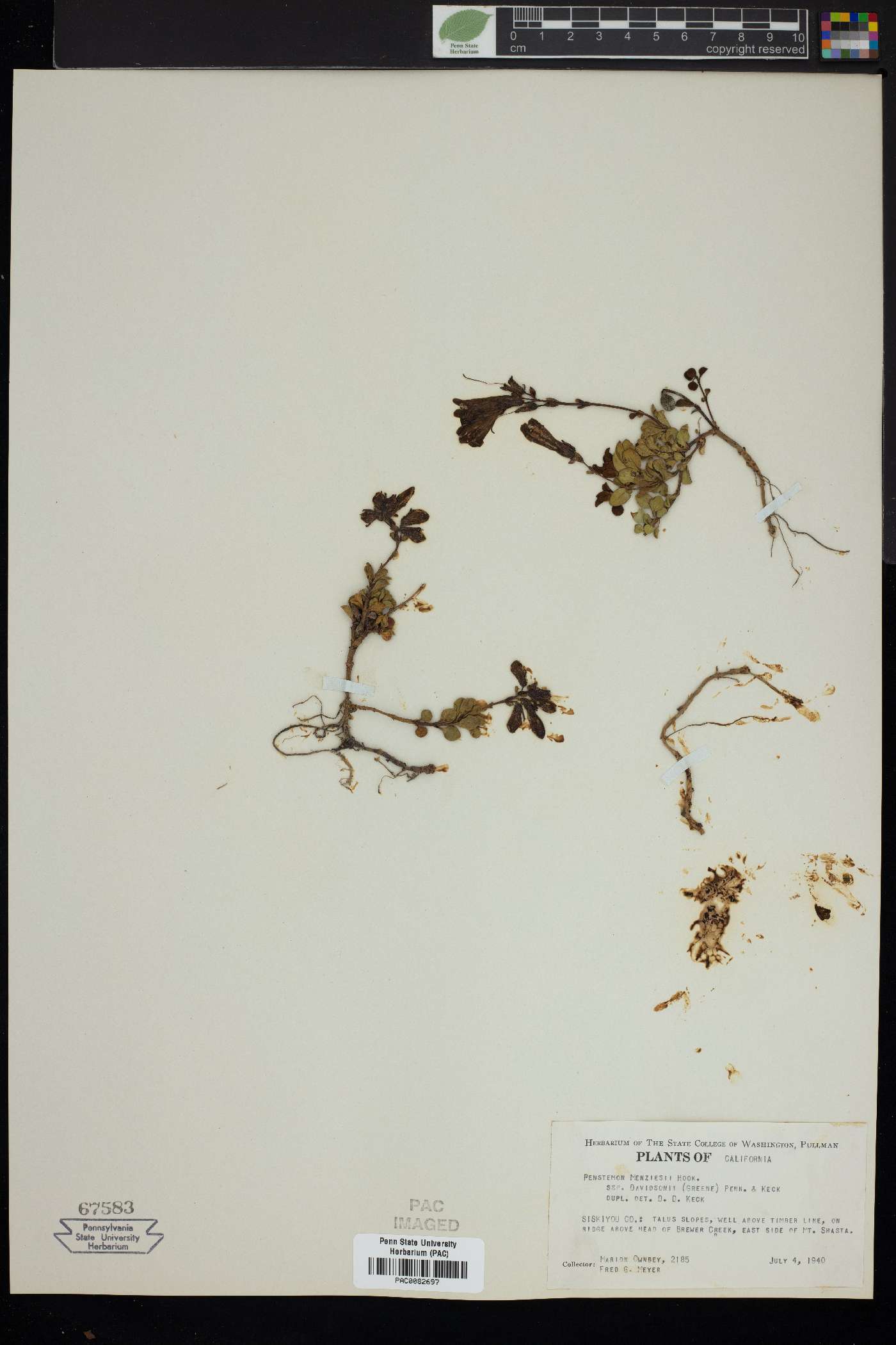 Penstemon menziesii subsp. davidsonii image