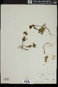 Penstemon menziesii image