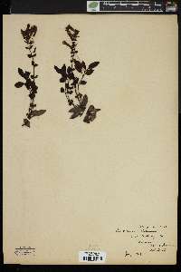 Penstemon menziesii image