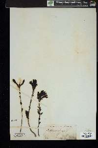 Penstemon menziesii image