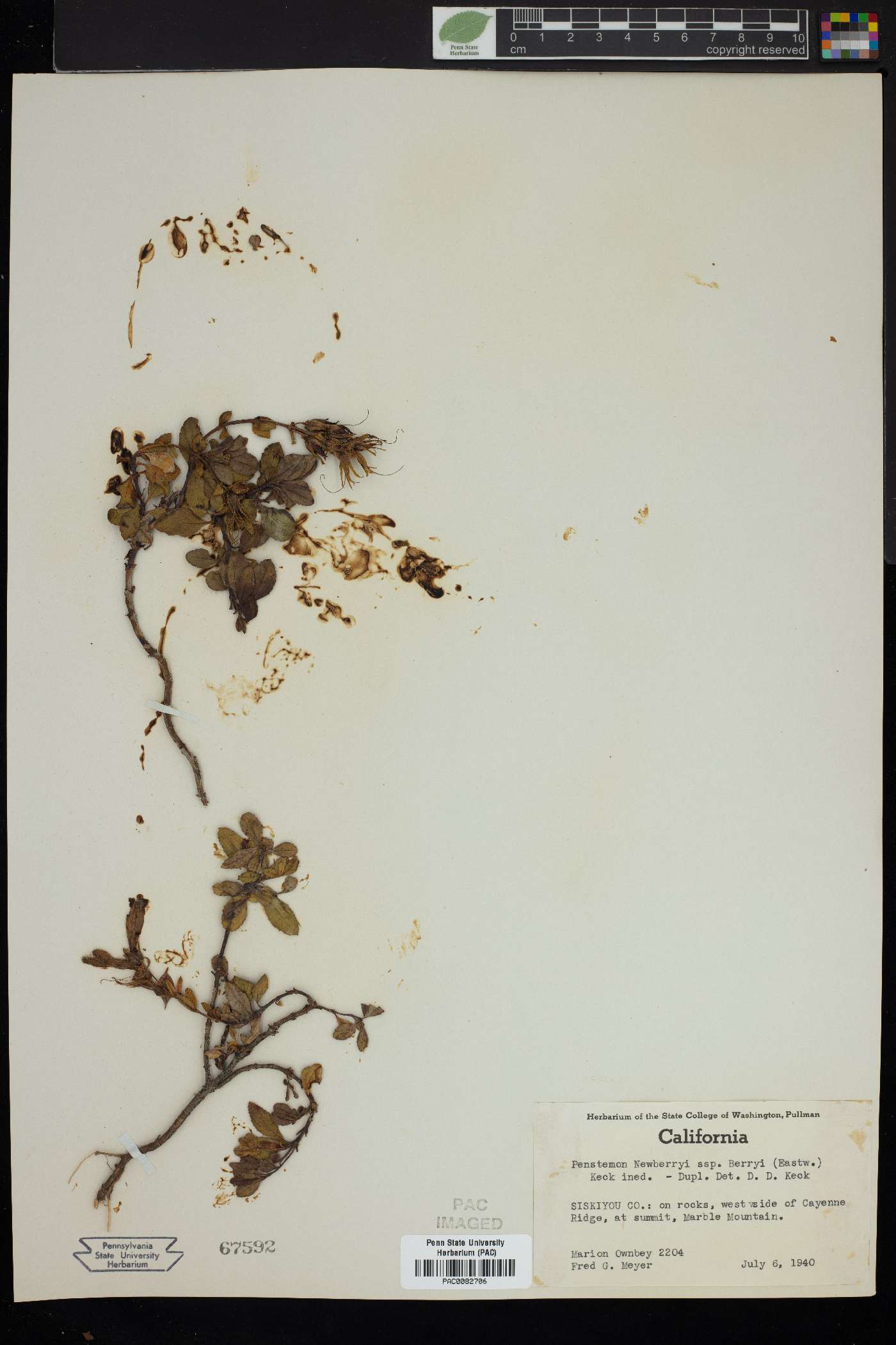 Penstemon newberryi subsp. berryi image