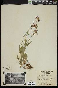 Penstemon washoensis image