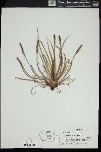 Plantago maritima image