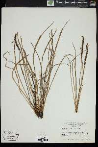 Plantago oliganthos image