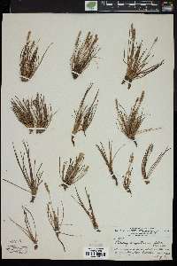 Plantago oliganthos image