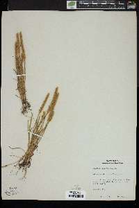 Plantago patagonica image