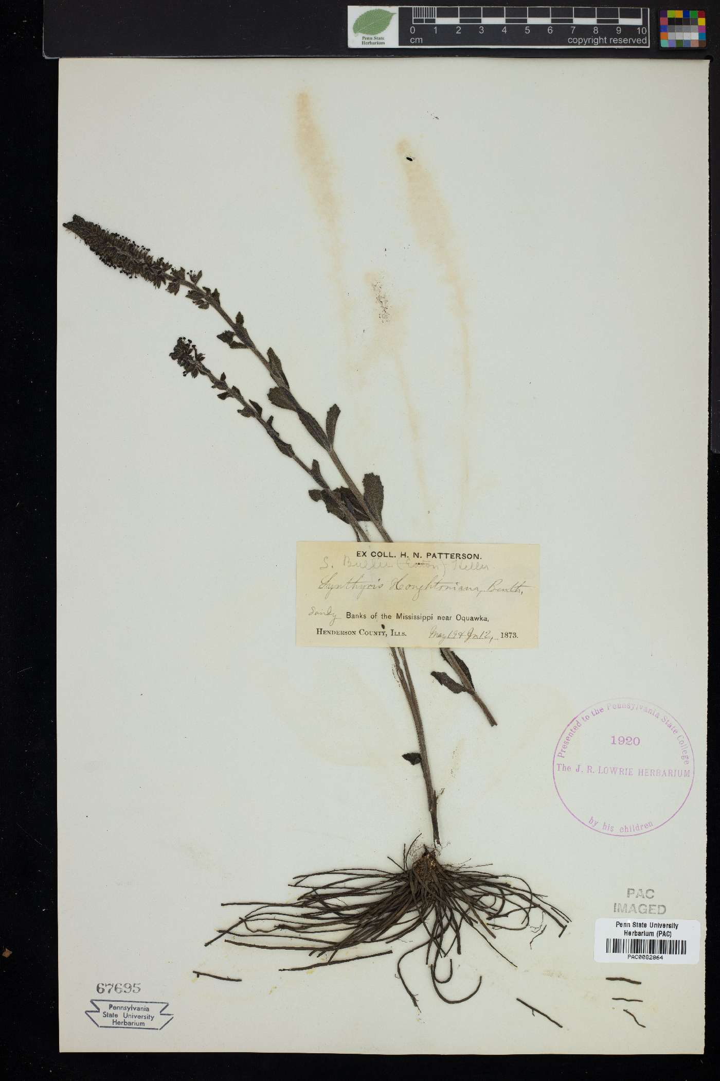 Synthyris bullii image