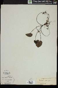 Wulfenia rotundifolia image