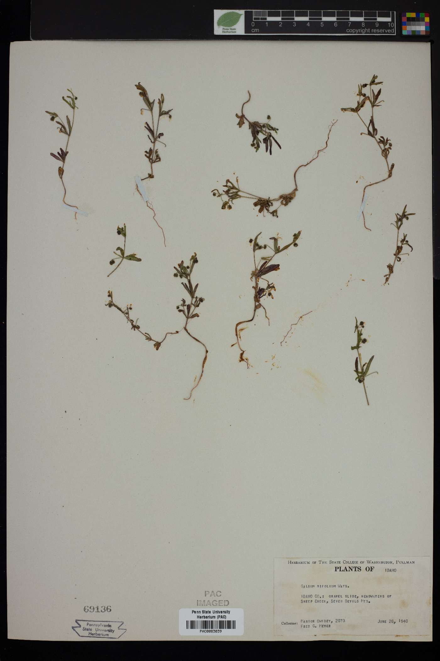 Galium biflorum image