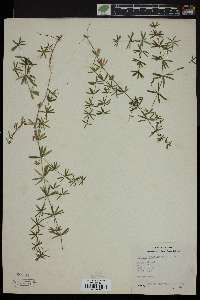 Galium concinnum image