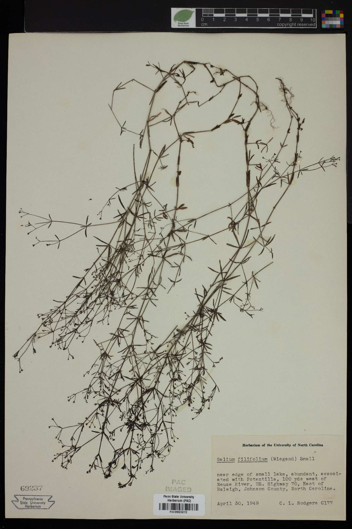 Galium filifolium image