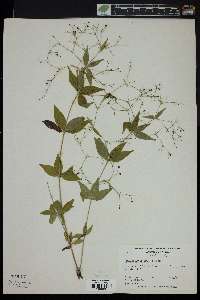 Galium latifolium image