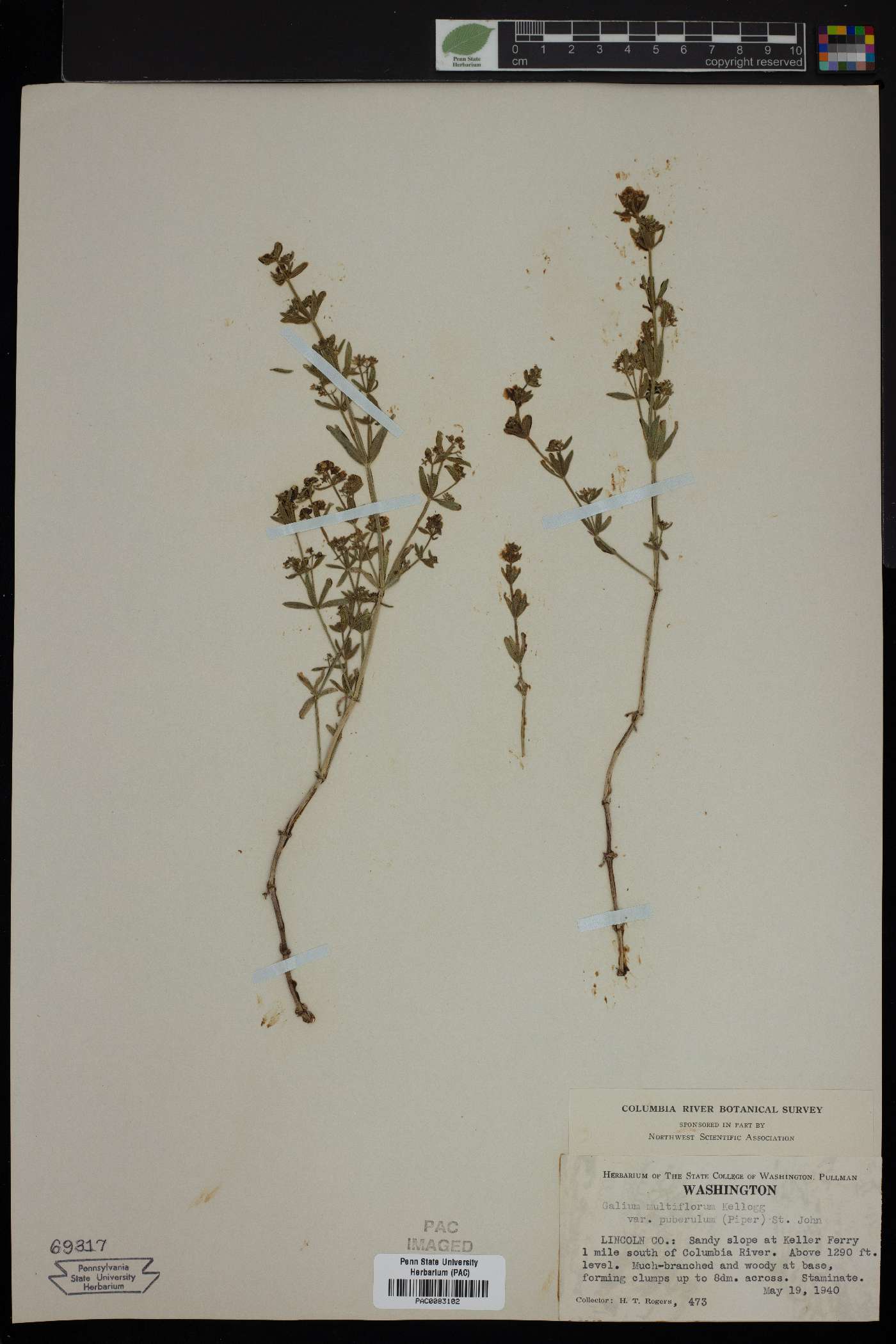Galium serpenticum subsp. puberulum image