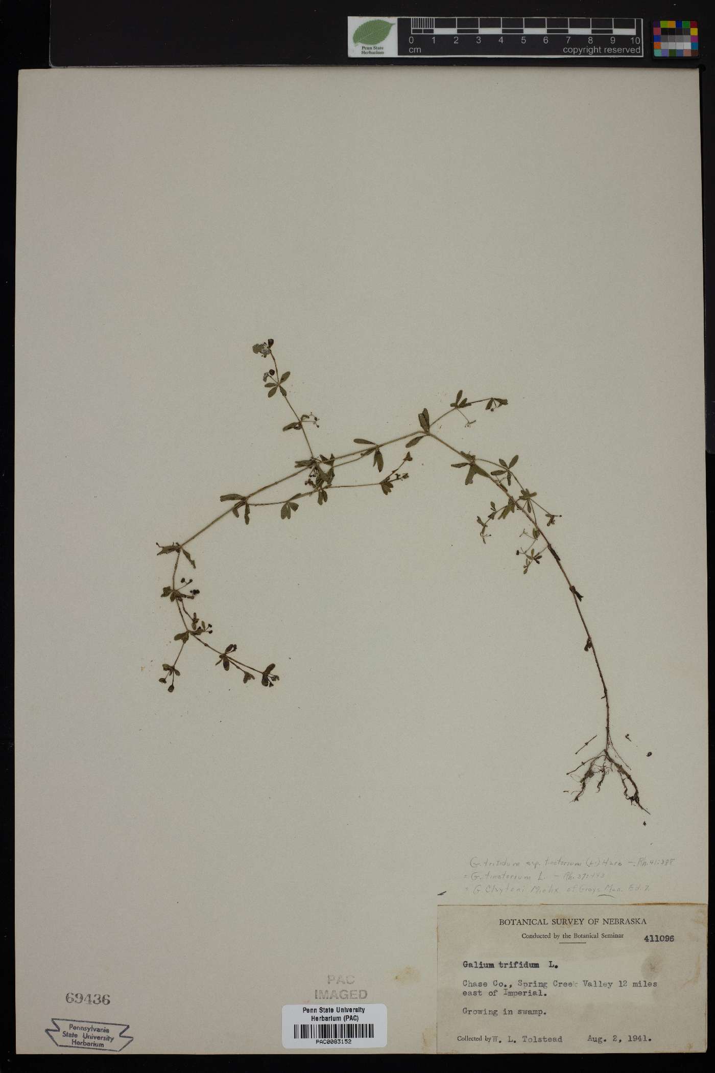 Galium trifidum subsp. tinctorium image
